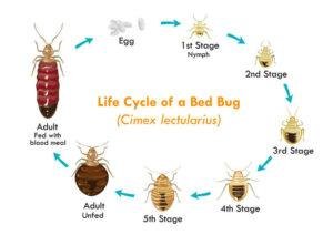 life cycle of a bed bug