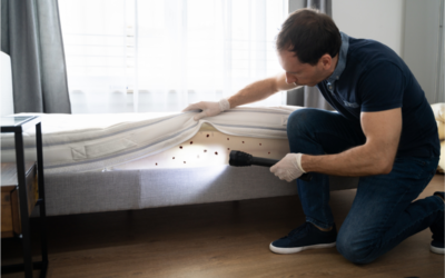 Bed Bug Extermination: The Ultimate Guide to Annihilating These Nocturnal Nightmares