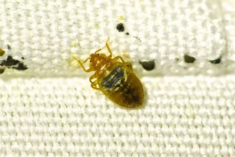 Bed Bug Questions close-up of bed bug on mattress fabric