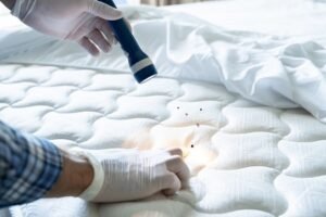 Get Rid of Bed Bugs